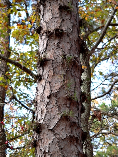 {Pinus echinata}